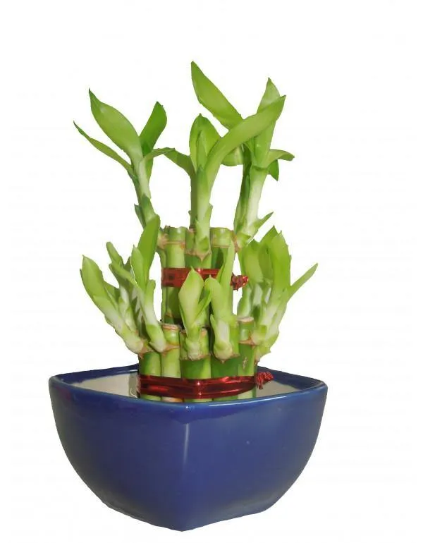 2 Layer Lucky Bamboo With Small Ceramic Pot Blue