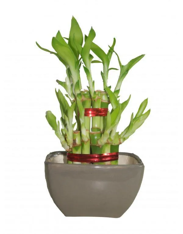 2 Layer Lucky Bamboo With Small Ceramic Pot Grey