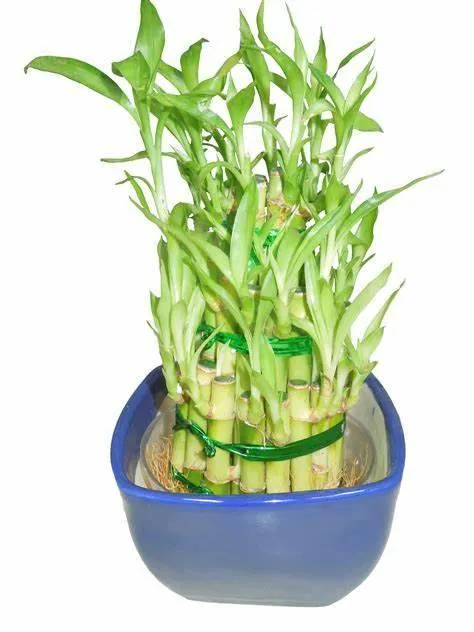 3 Layer Lucky Bamboo With Blue Ceramic Pot