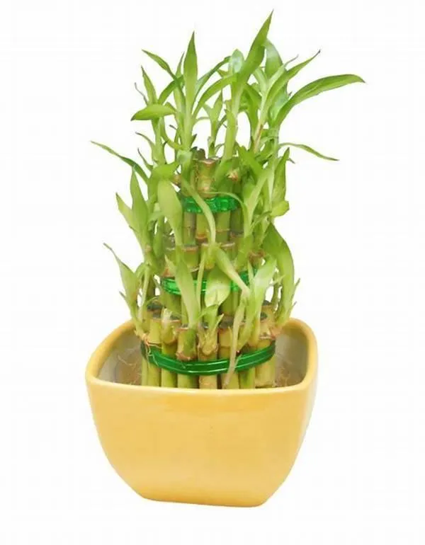 3 Layer Lucky Bamboo With Yellow Ceramic Pot