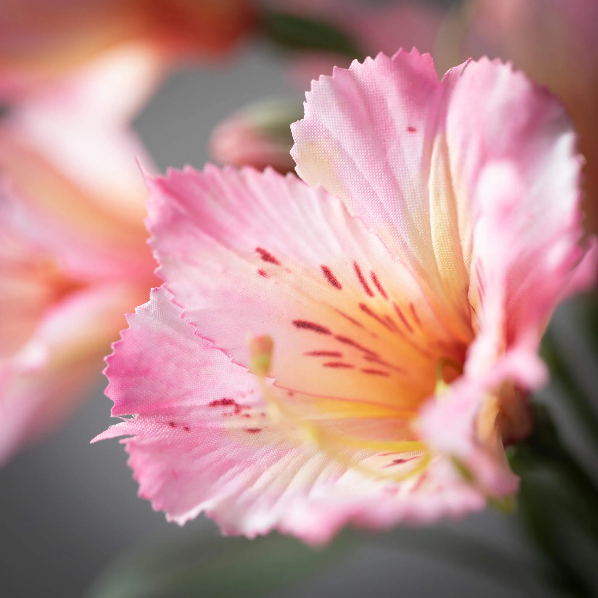 Pink Alstromeria Spray